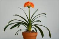 bloomingplantsunusualorangeflowerform2ndplace_small.jpg