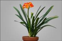 bloomingplantsunusualorangeflowerform8_small.jpg