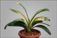 foliageplantsnonlongitudinalvariegationbestinshow_small.jpg