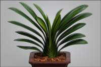 foliageplantsstripedleafa2ndplace2_small.jpg