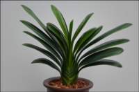 foliageplantsstripedleafa_small.jpg