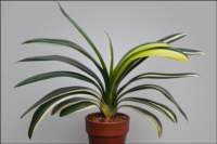 foliageplantsstripedleafb1stplace_small.jpg